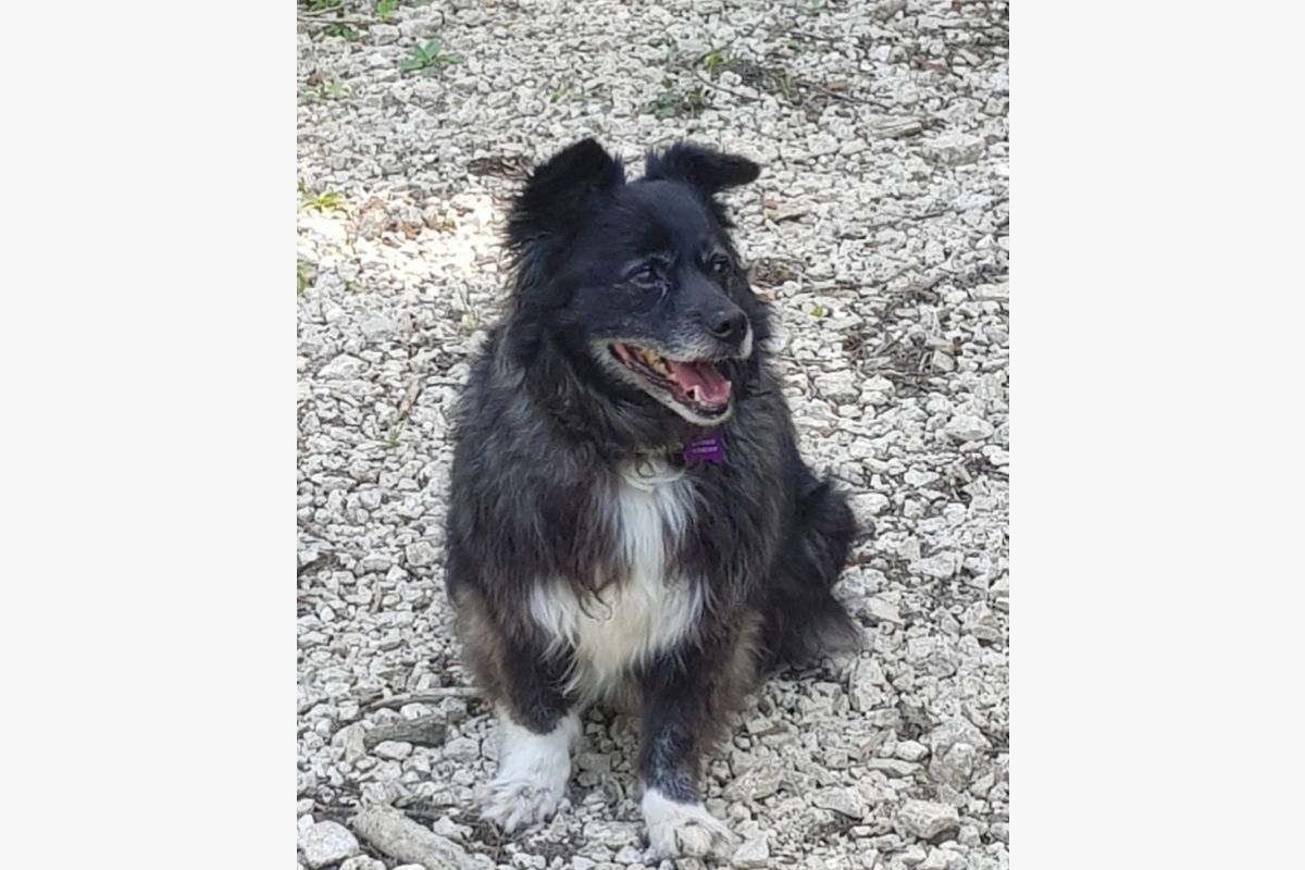 Photo 1 Perdu chienne