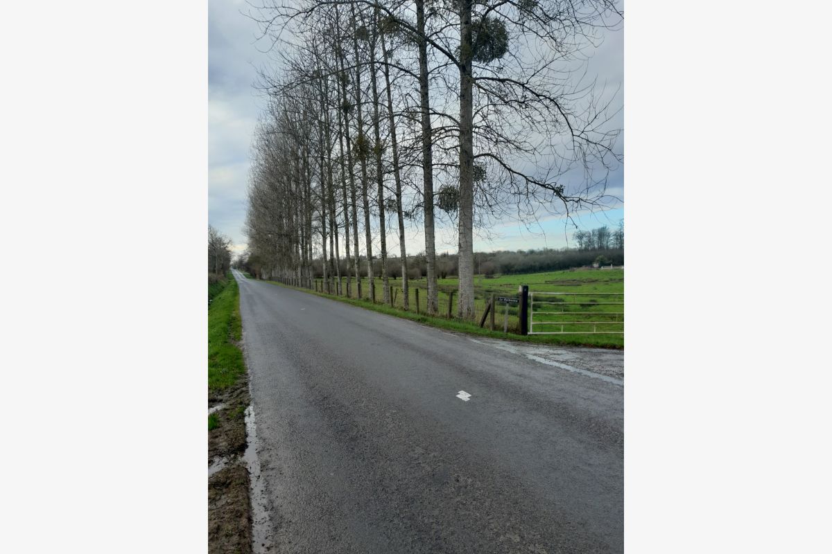 Photo 1 Peupliers sur pied