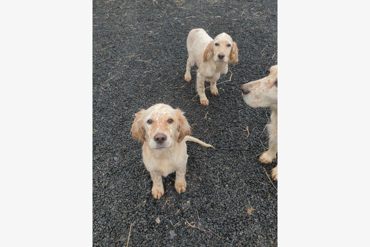 Photo 1 À Vendre chiotsSetter Anglais Lemon 