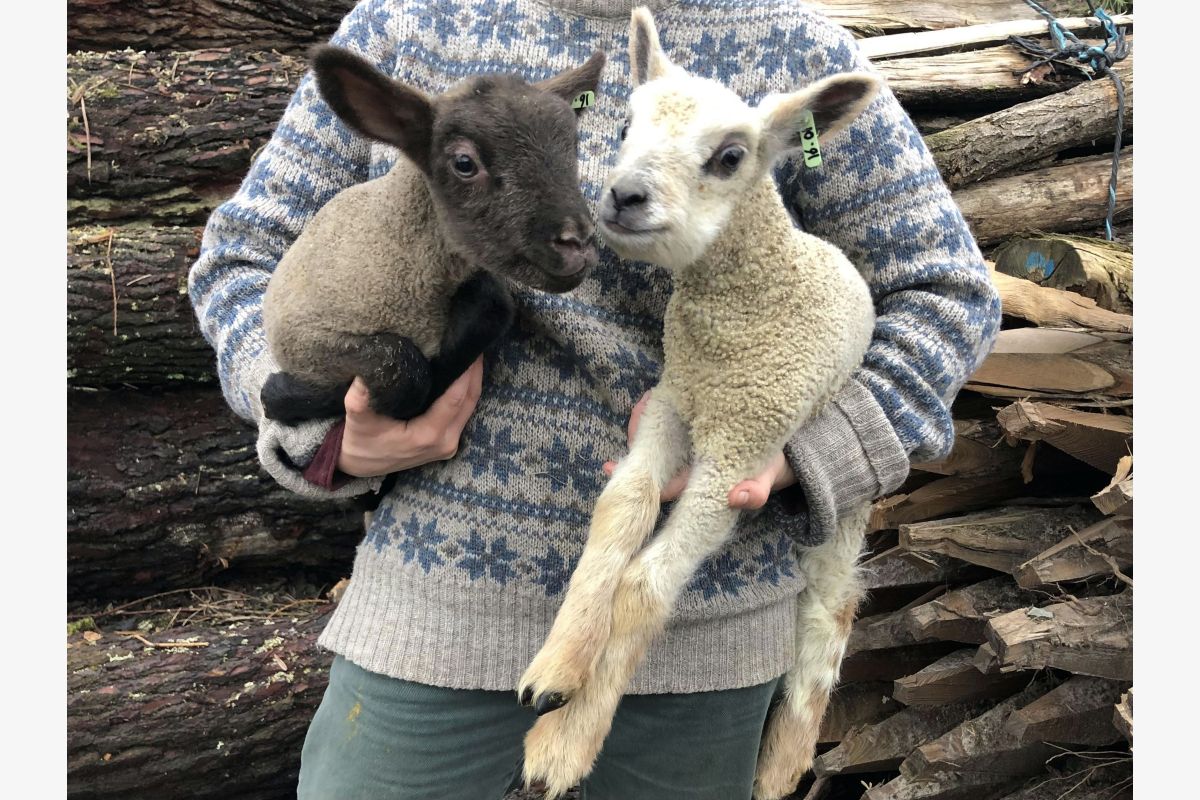 Photo 1 Agneaux à biberonner