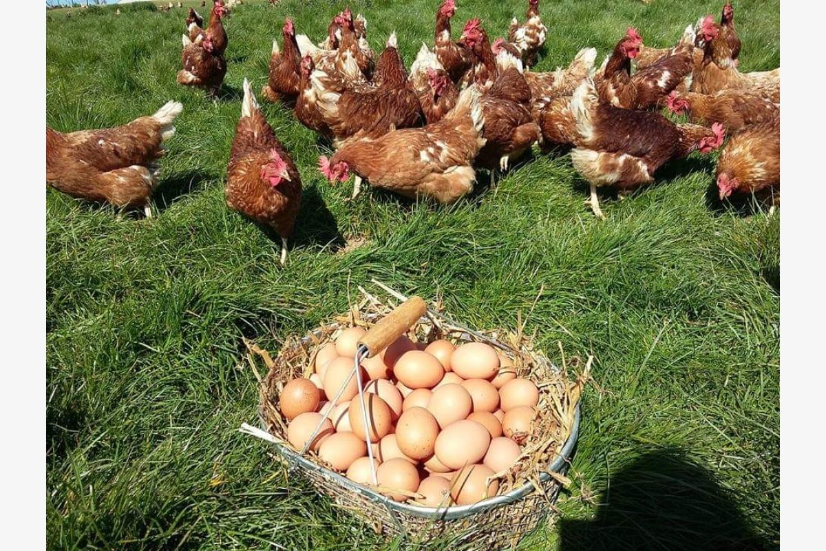 Photo 1 Poules prêtes à cuire