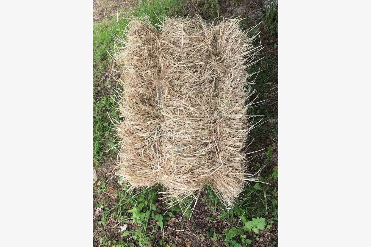 Photo 1 Foin petite balle 