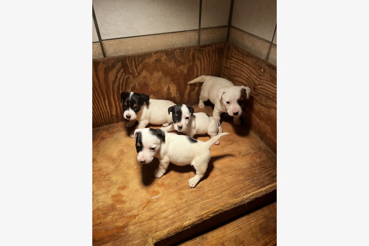 Photo 1 apparence jack russel