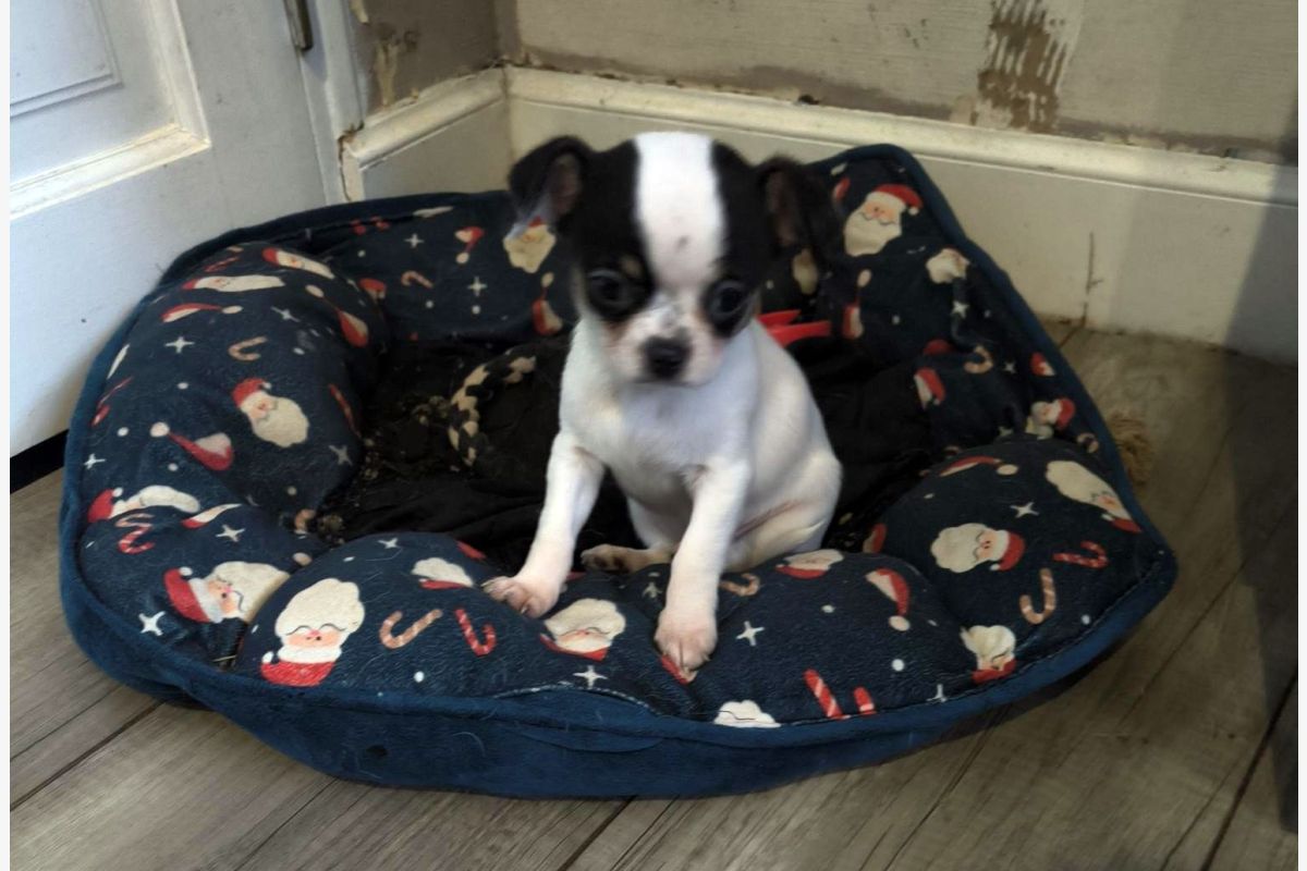 Photo 1 Apparence chihuahua