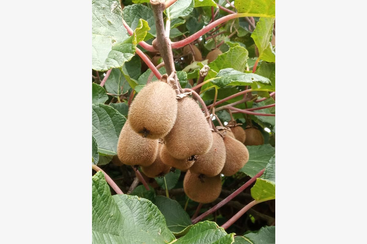 Photo 1 Kiwis