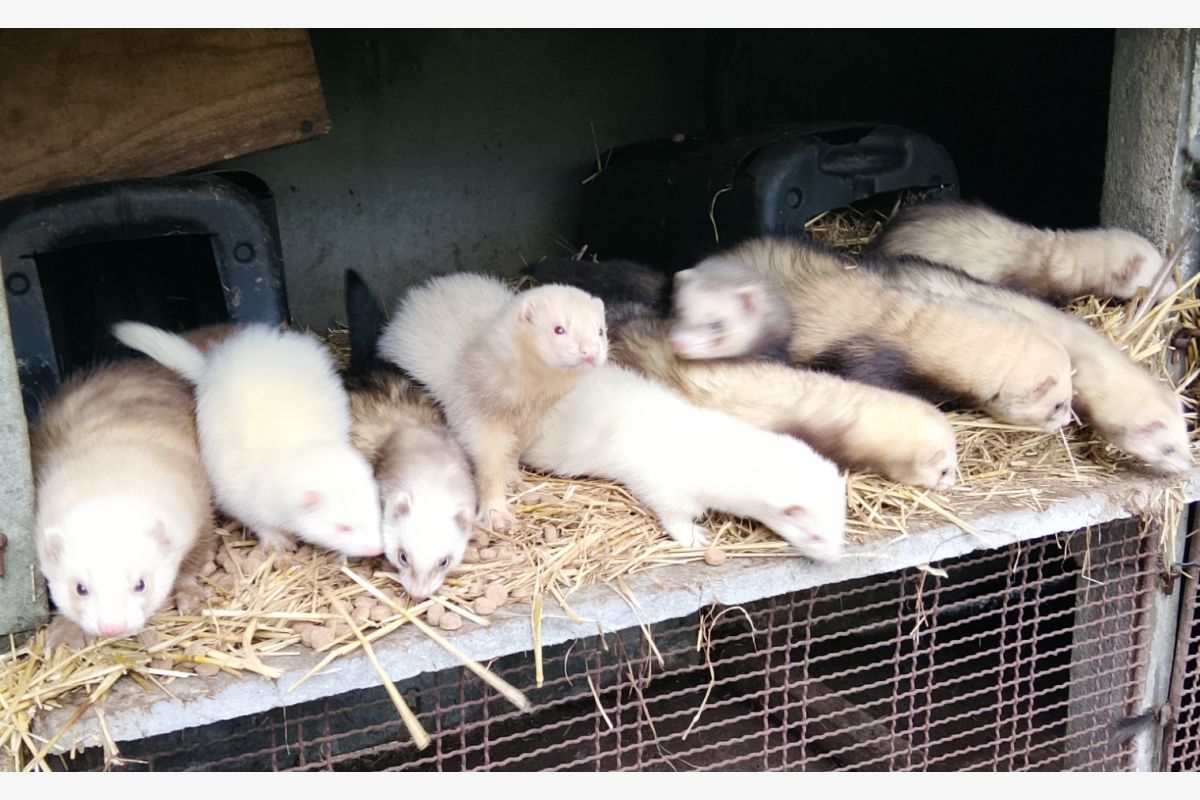 Photo 1 furets pour chasse