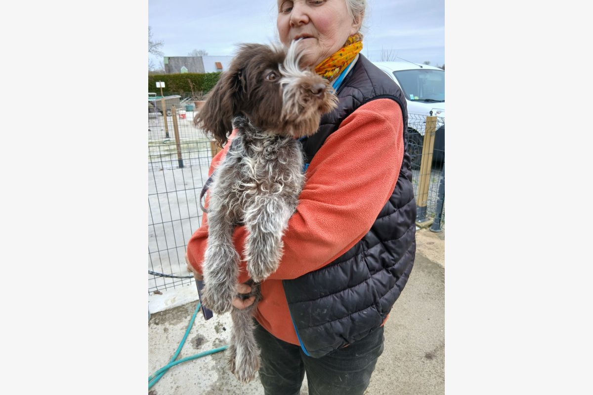 Photo 1 Griffon korthal 