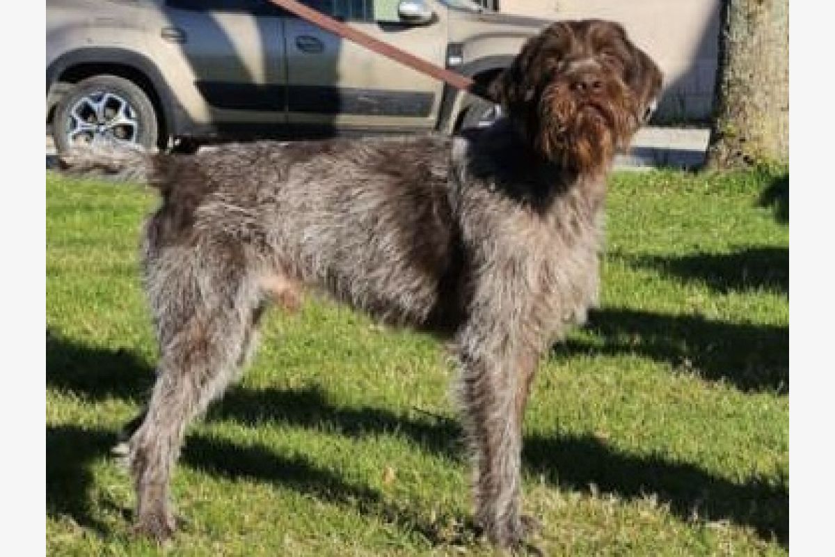 chiots Korthals - 177428_1e5e58900ac25dd8065c80c66a9297fa.jpg