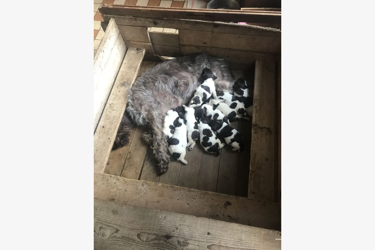 Photo 1 chiots Korthals