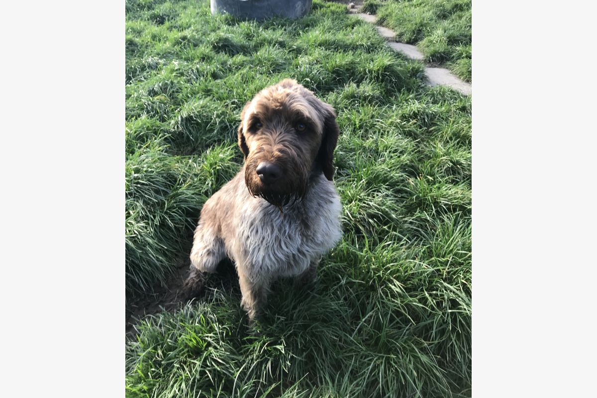 chiots Korthals - 177428_ab94fc92481f7c053ea02685c6c43013.jpg