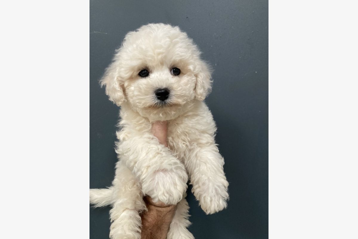 Photo 1 Apparence bichon frisé