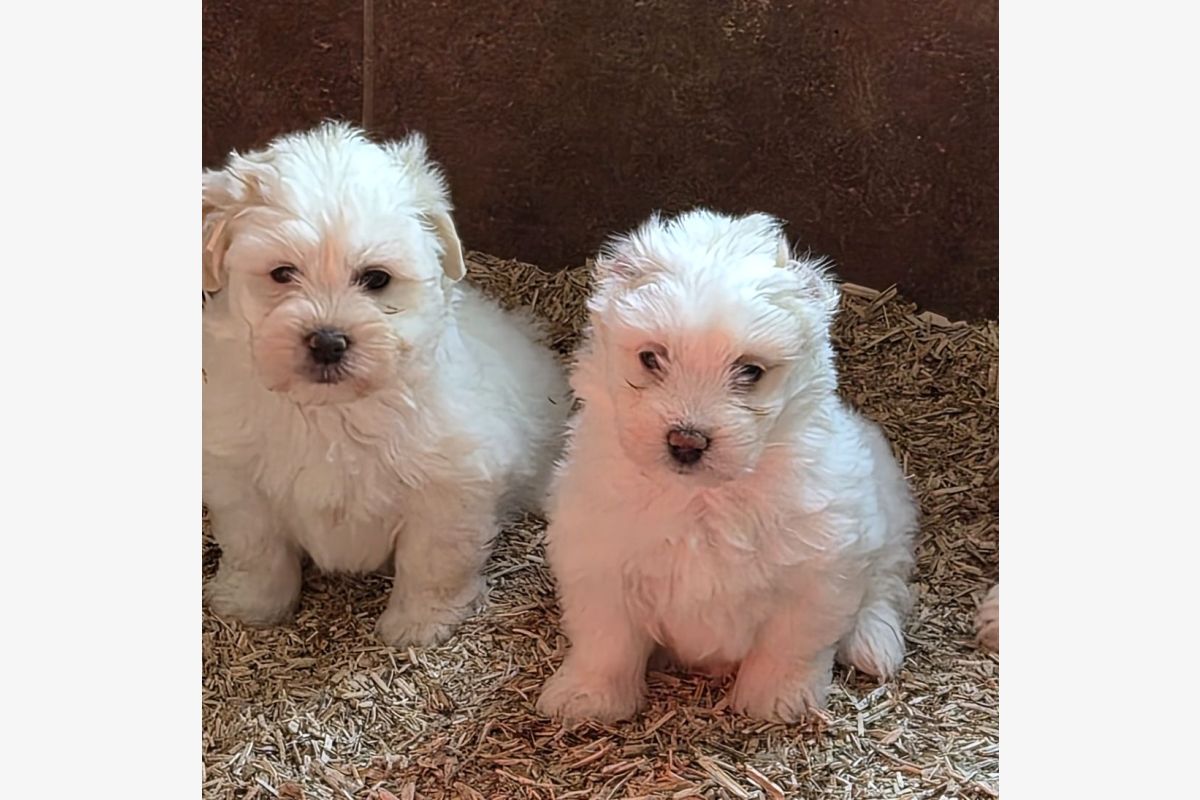 Photo 1 Apparence Coton de Tulear