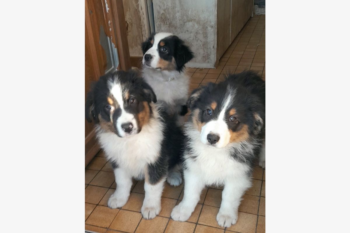 Photo 1 Apparence berger australien