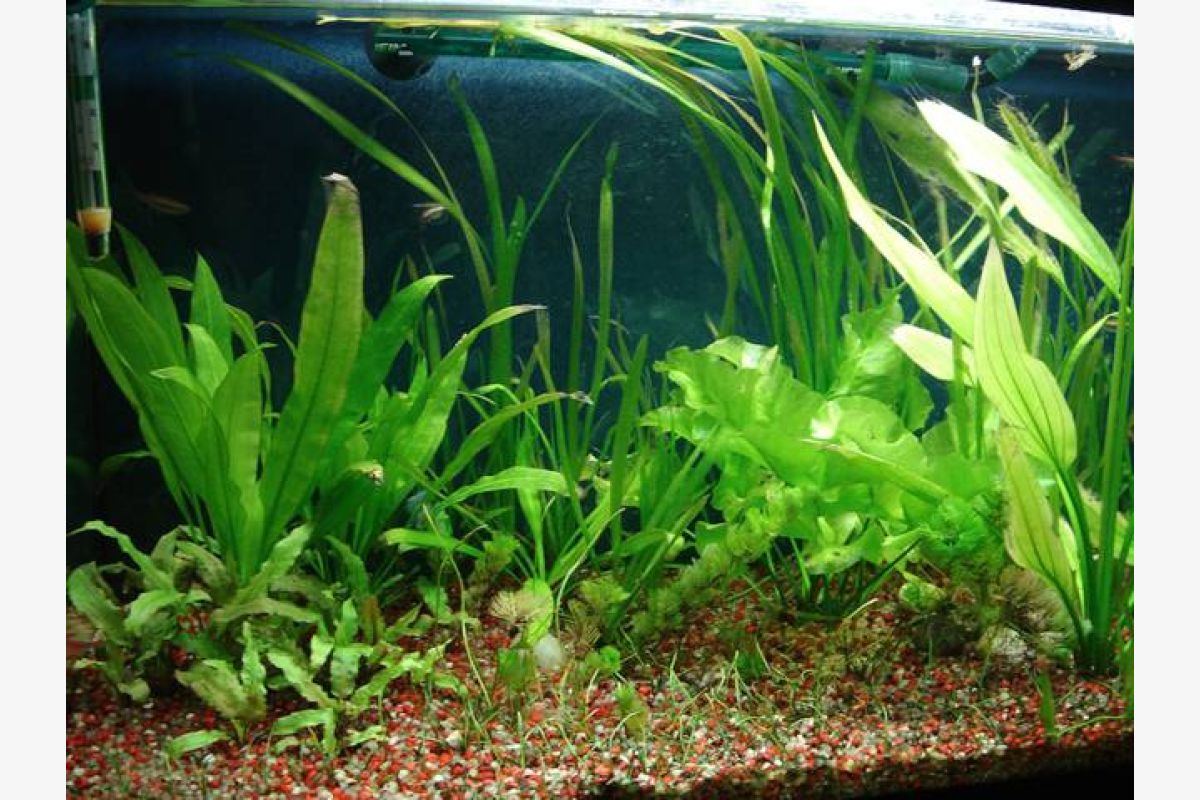 Plantes pour aquarium - 178233_0714e7382f7ce397d6020c57431f0580.jpg