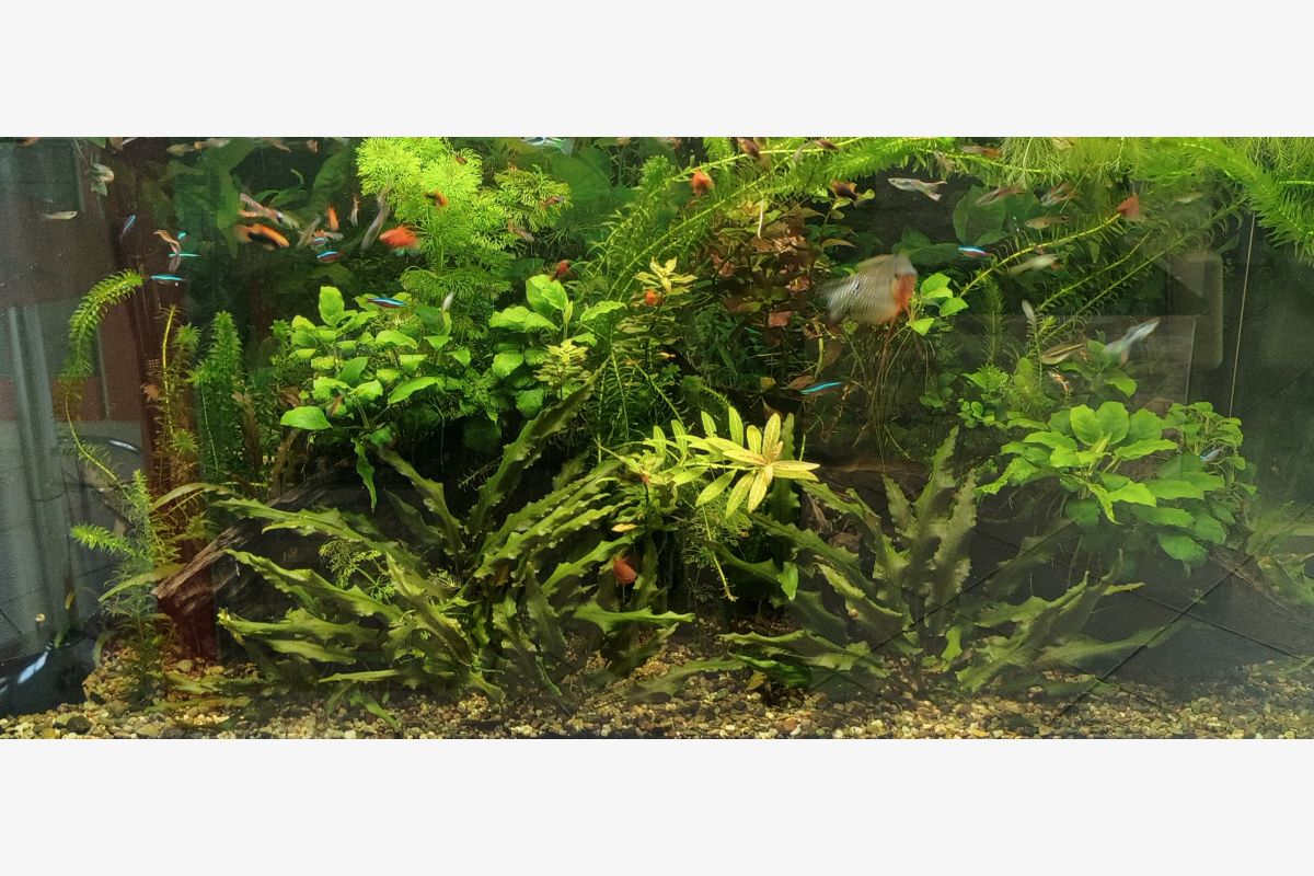 Photo 1 Plantes pour aquarium