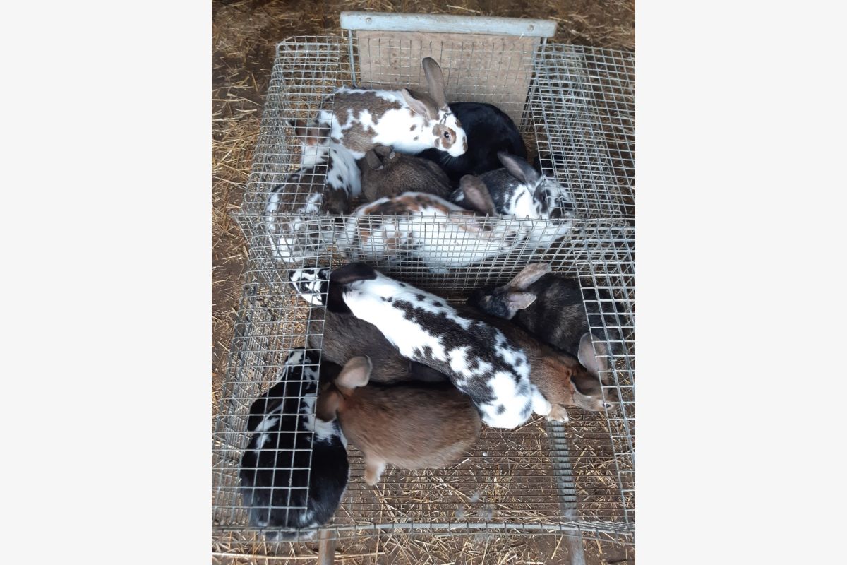 Photo 1 Lapins croisés