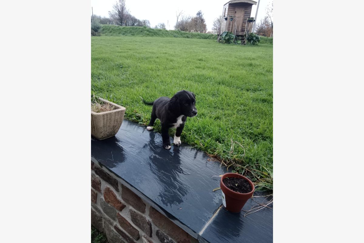 Chiot affectueux  - 178308_4da35255335c0d84167bbcd3fbd0d40b.jpg