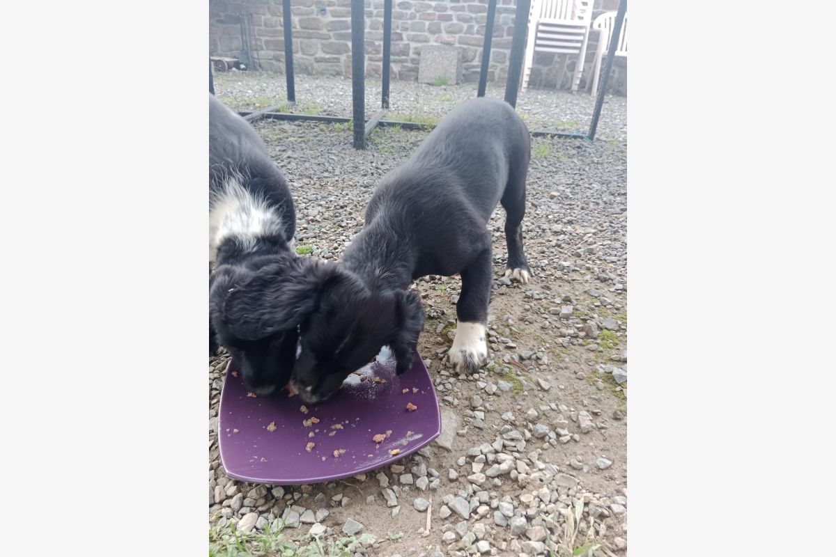 Chiot affectueux  - 178308_d98d5591807106d2edb39ea2499024be.jpg