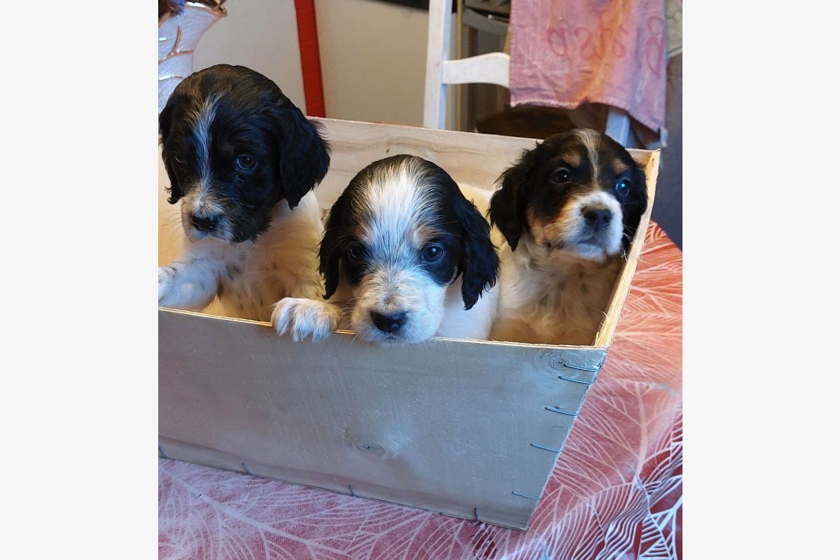 Photo 1 Apparence setter anglais tricolore