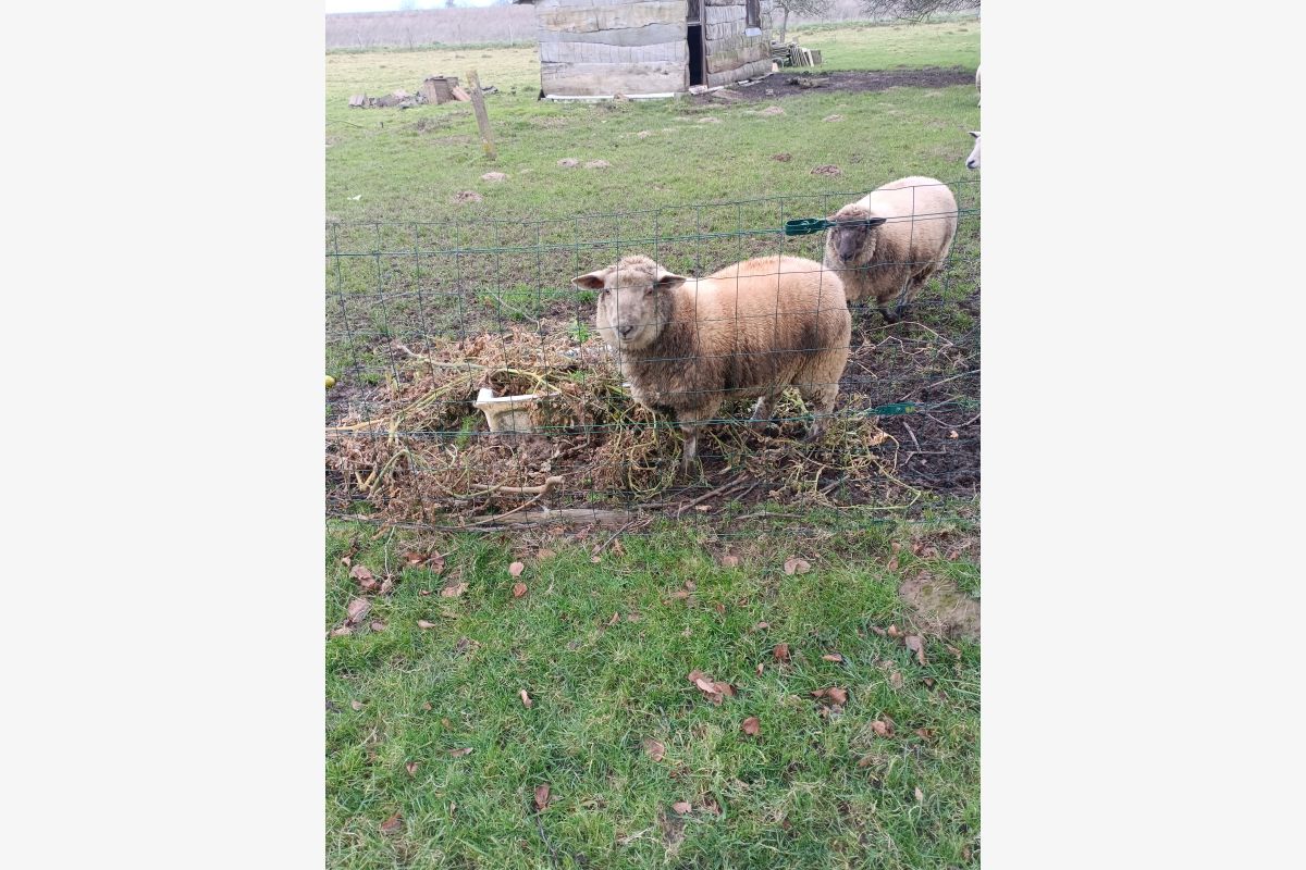 Photo 1 Vends agneaux 