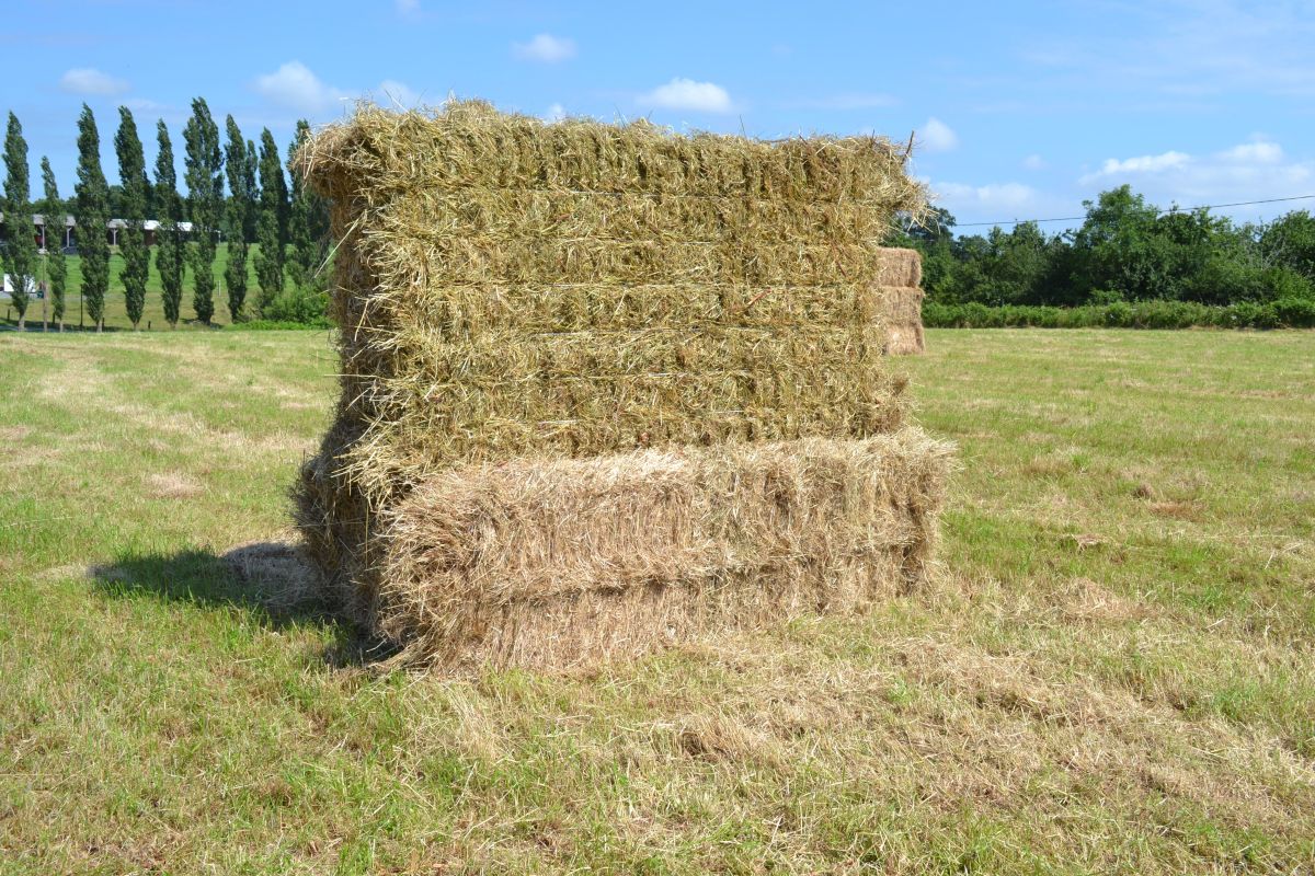 Photo 1 Petit foin haut pays