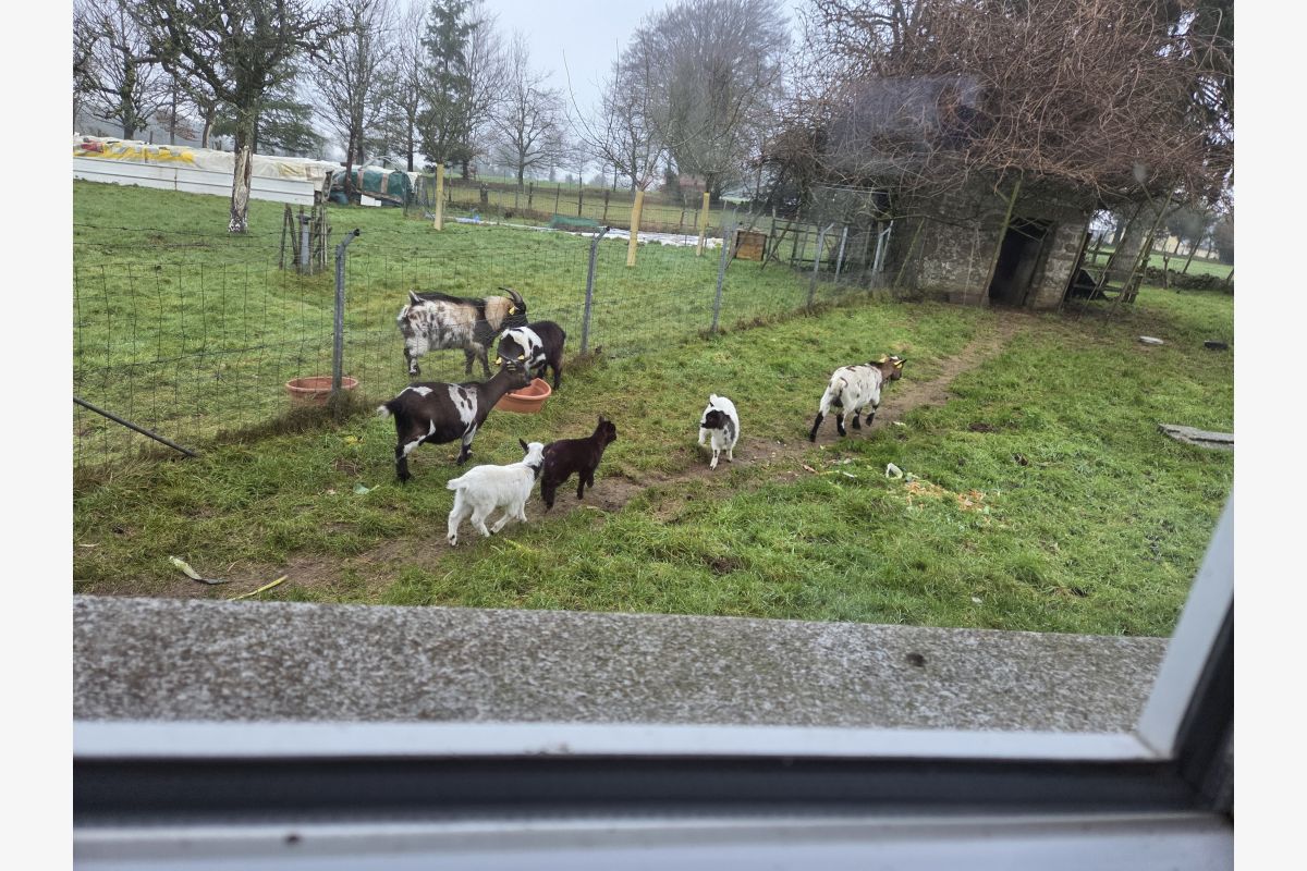 Chevreaux  males - 178612_9b99cf3e221b899f48b3f7d5eceb99a0.jpg