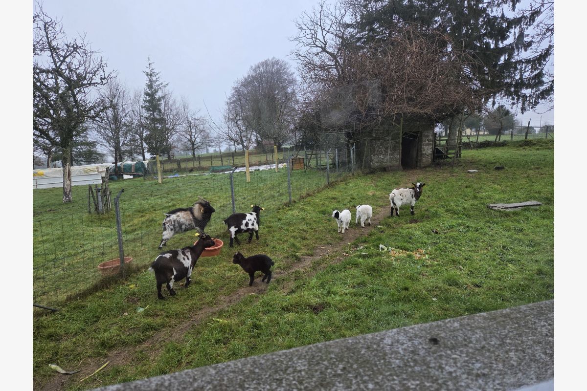 Photo 1 Chevreaux  males