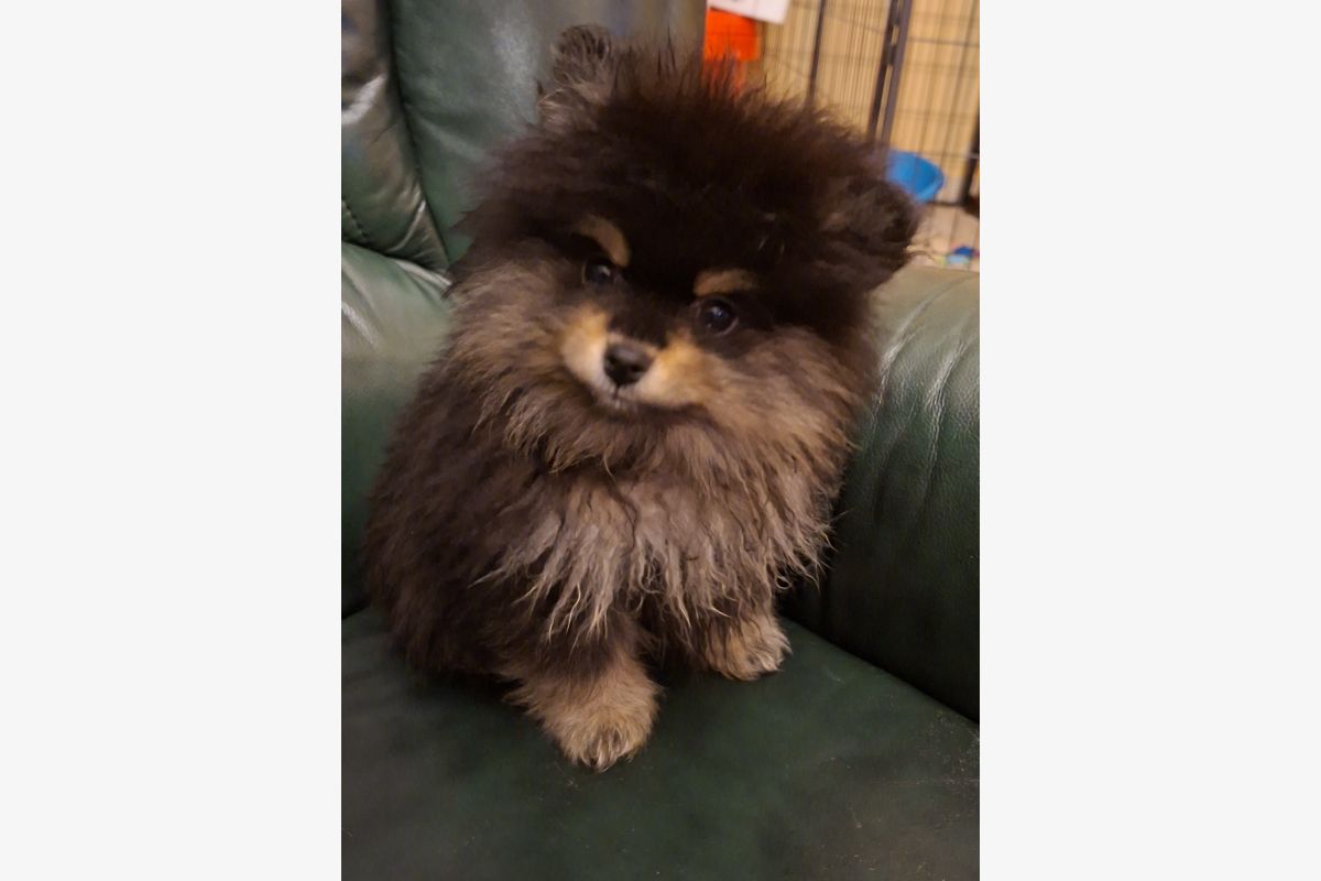Photo 1 A vendre chiots spitz nain lof