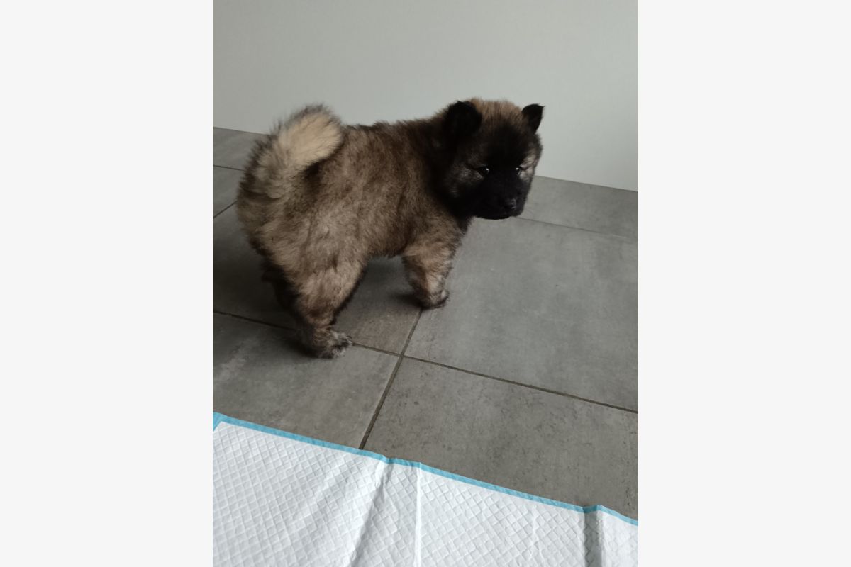 Chiots EURASIER  - 179131_10d370c6fc09f88c7eb972b834d73fbb.jpg