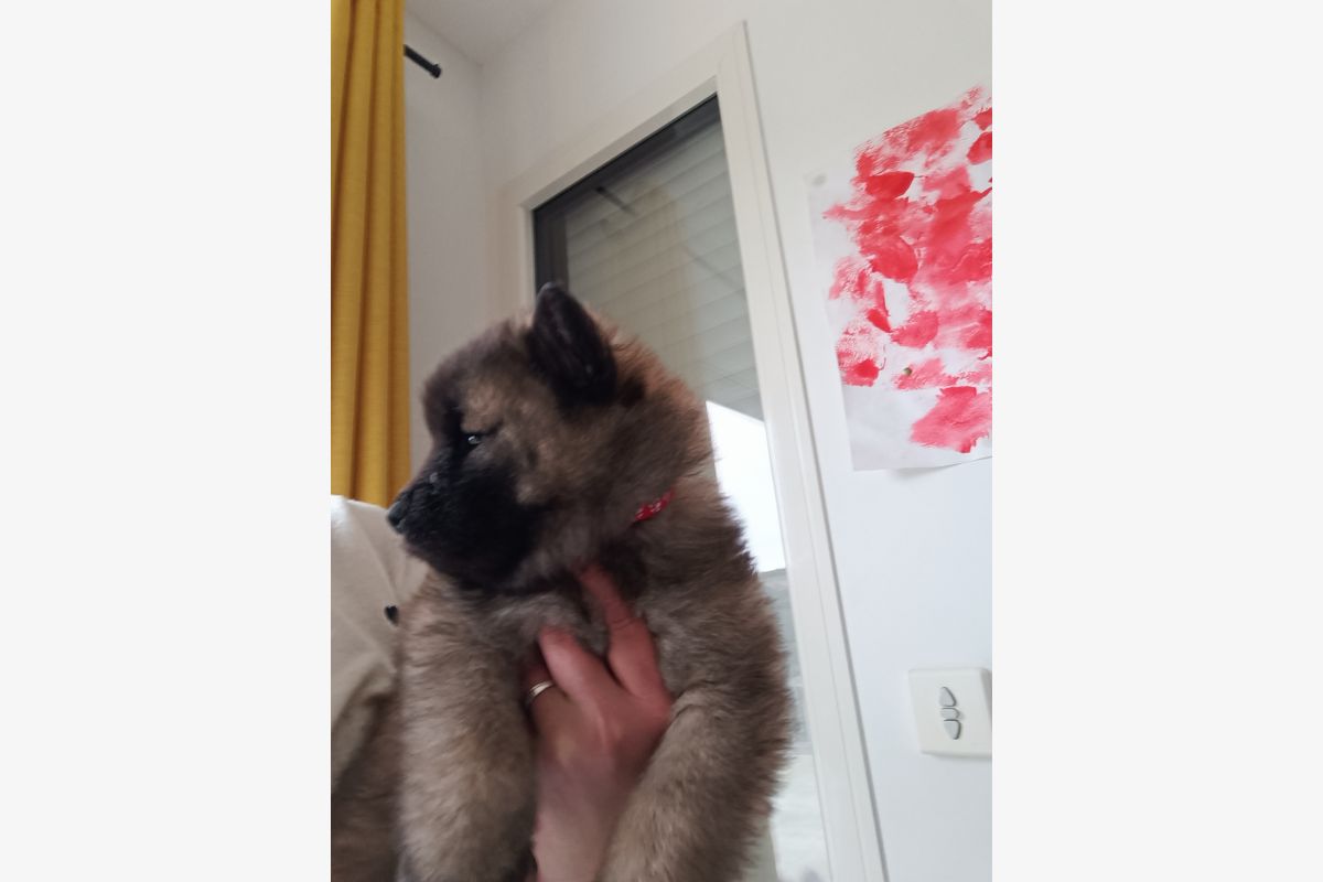 Chiots EURASIER  - 179131_3dc8337170697d60a2448c0cb533f590.jpg