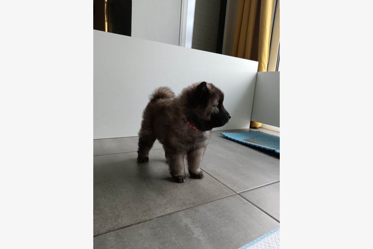 Photo 1 Chiots EURASIER 