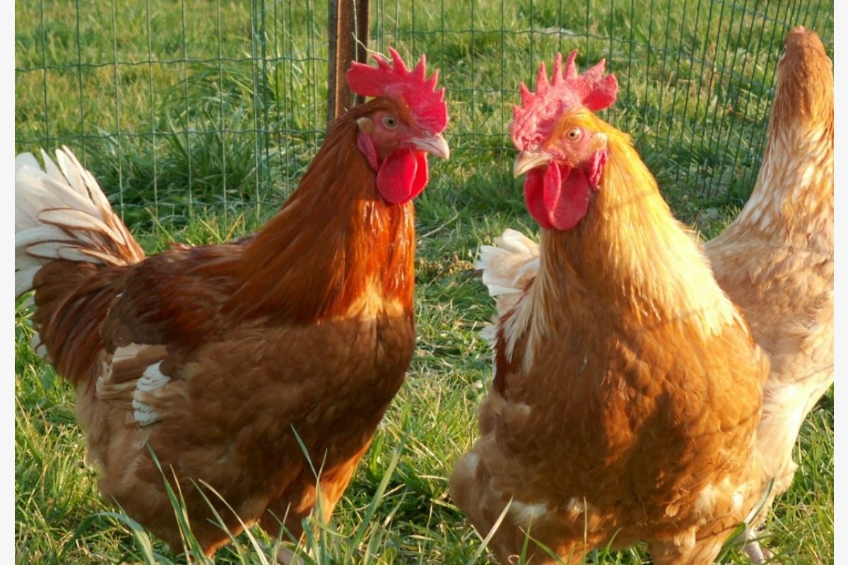 Photo 1 Vends poulets et poulettes fermiers  