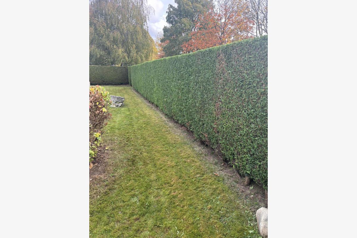 Photo 1 Entretien espace vert 