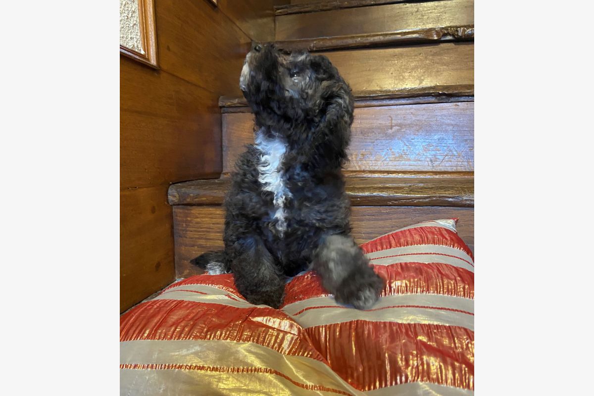 Photo 1 Apparence caniche nain