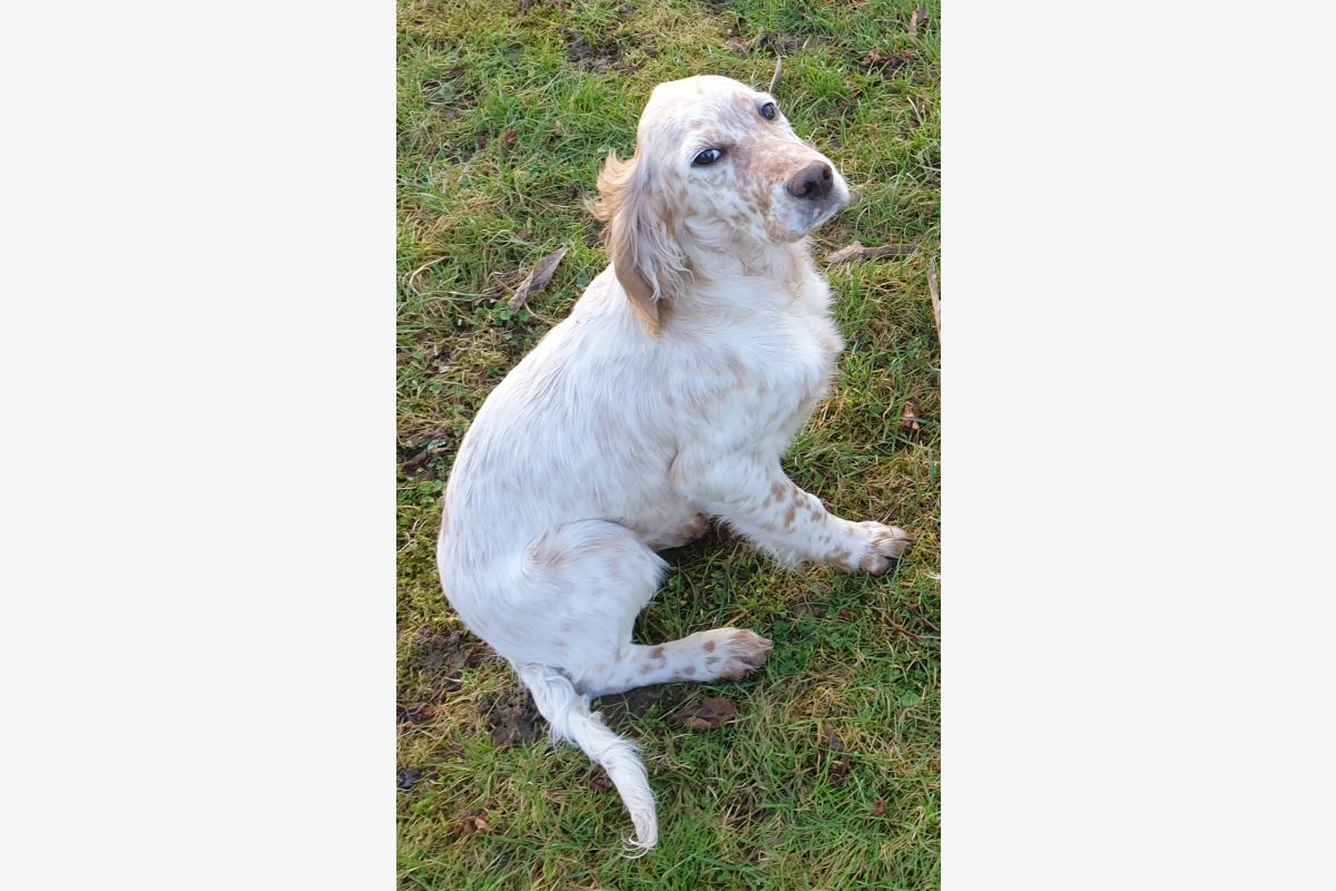 Photo 1 Chiot Setter Anglais Lemon