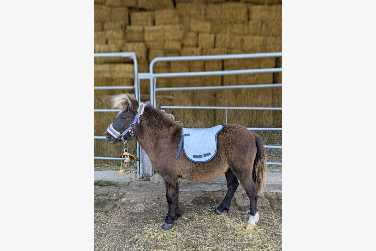 Poney - 179291_5d76f0b684c46499003576ff0e5db685.jpg