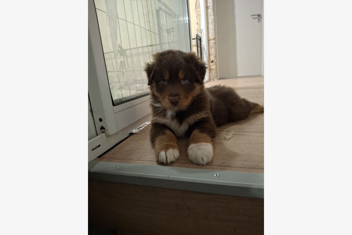 Chiots race berger australien LOF - 179380_414edc859a58898610411b4dd700f3a2.jpg