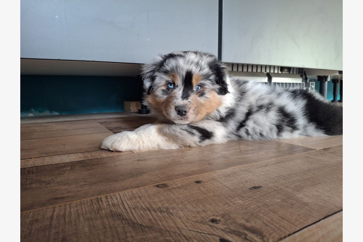 Photo 1 Chiots race berger australien LOF