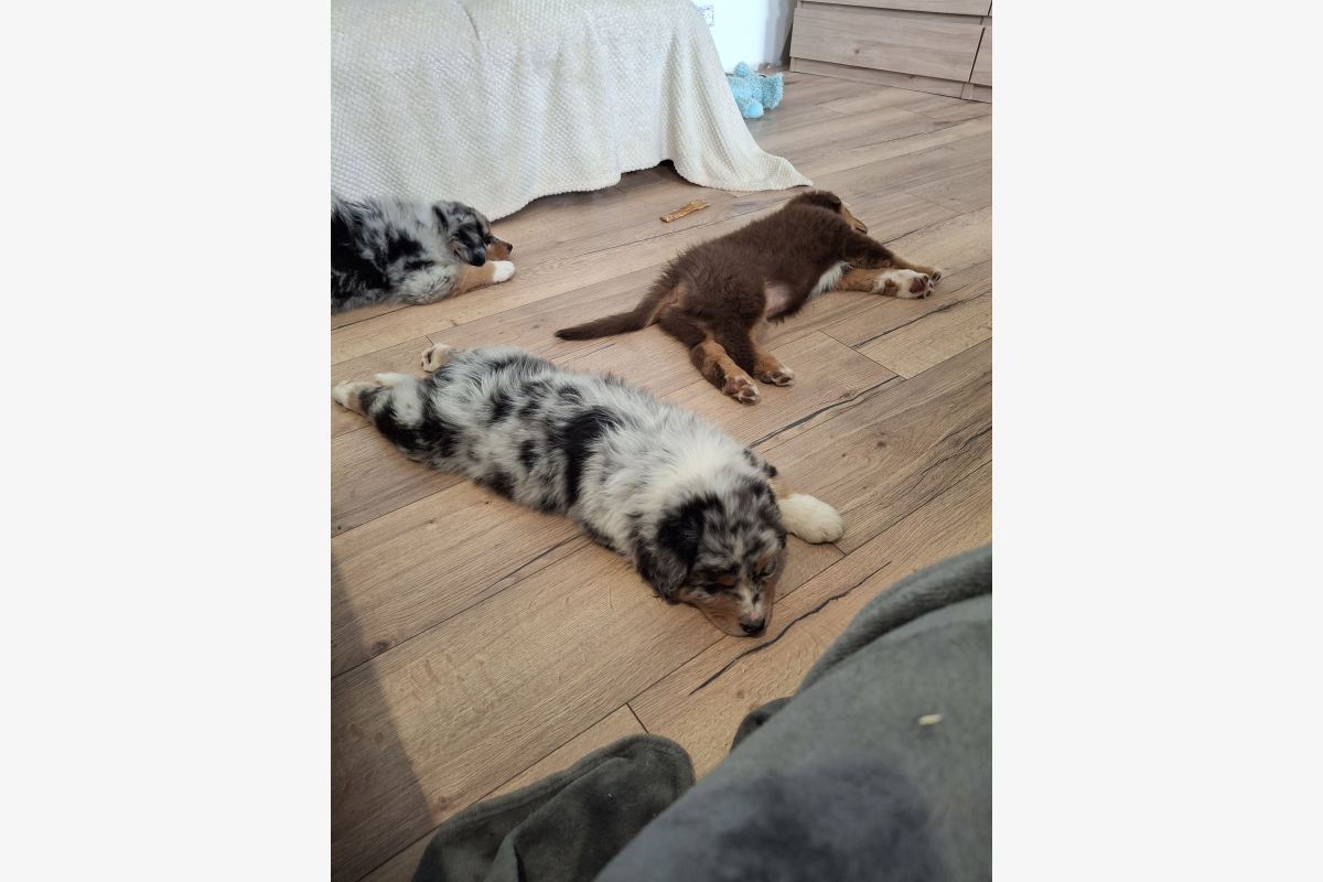 Chiots race berger australien LOF - 179380_6993152c50db434e69d538d95658324c.jpg