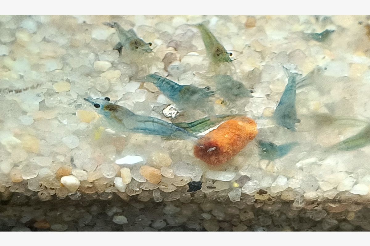 Photo 1 Aquarium -  10 crevettes caridina pour aquarium