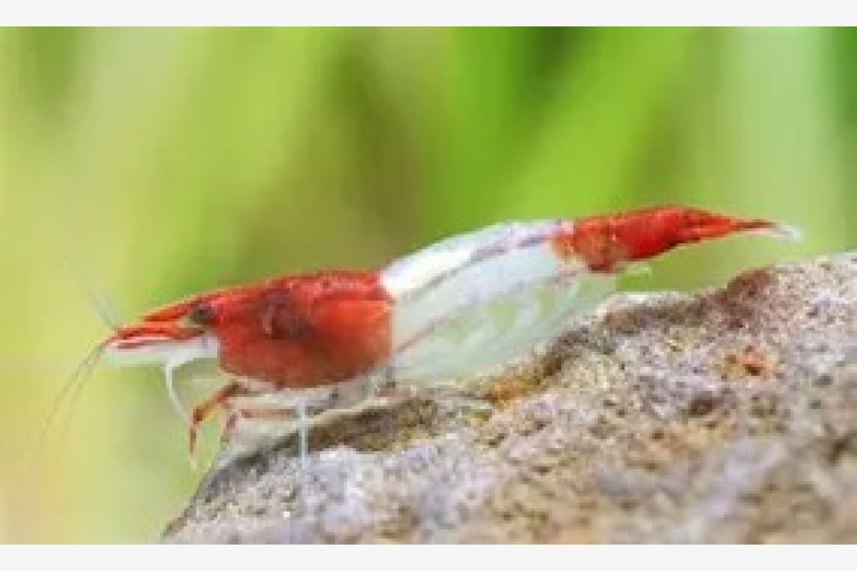 Aquarium -  10 crevettes caridina pour aquarium - 179395_8f29b2b3e3cf03cafaf30cfc2038f5f6.jpg