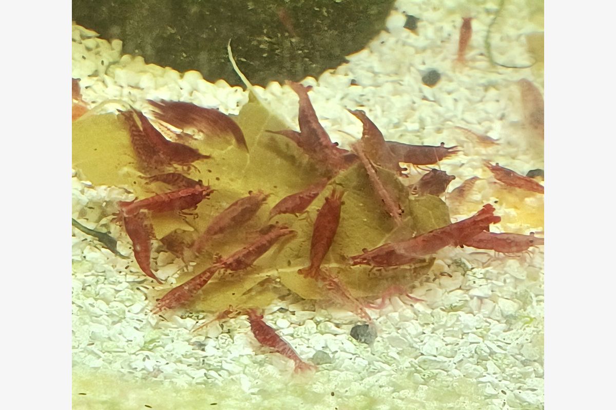 Aquarium -  10 crevettes caridina pour aquarium - 179395_f7d43775f9cd997b66246d1b7f6ae6e5.jpg