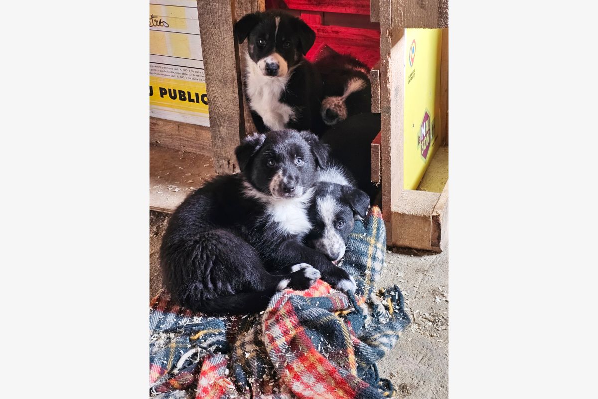 Photo 1 Chiot border collie