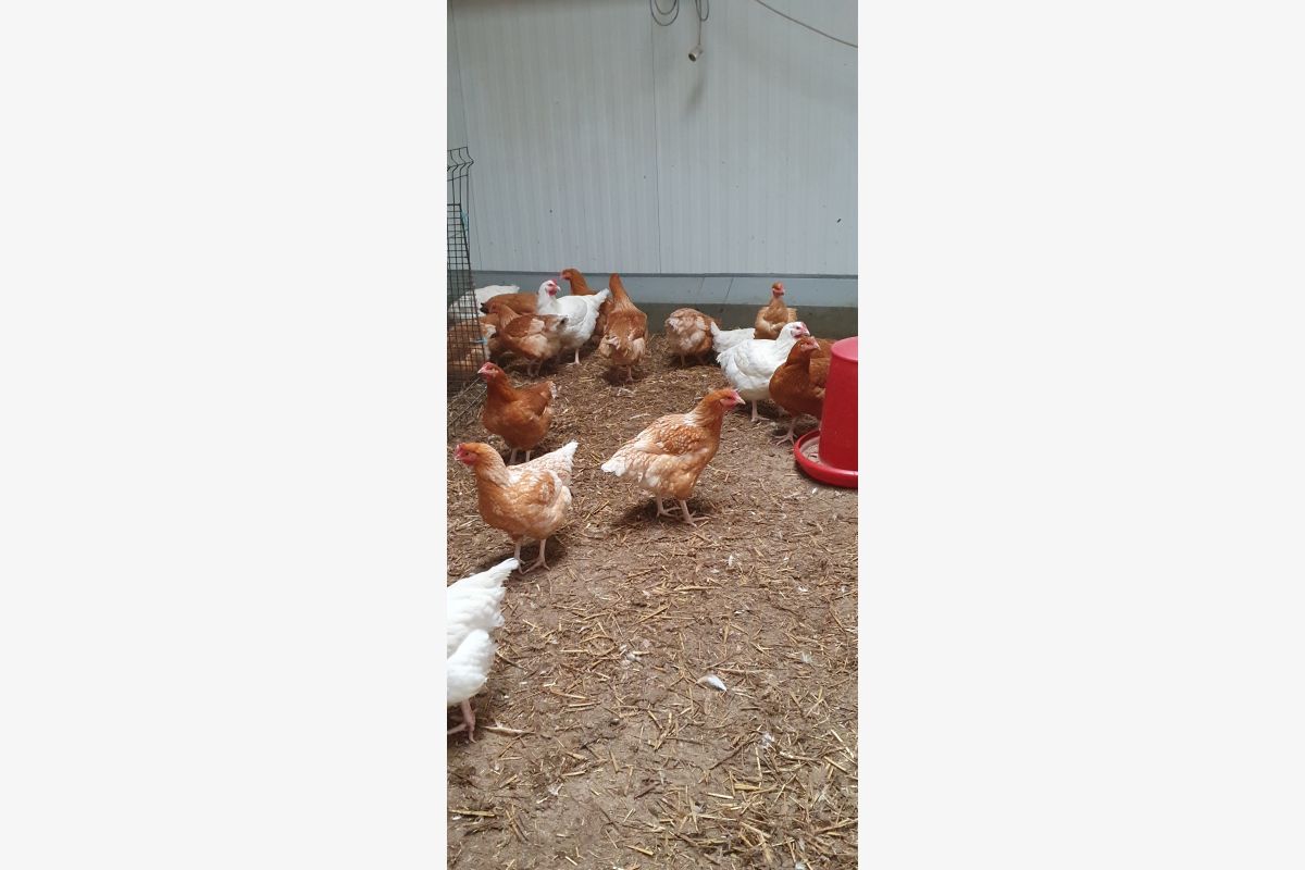 Photo 1 Poulets, poulettes 