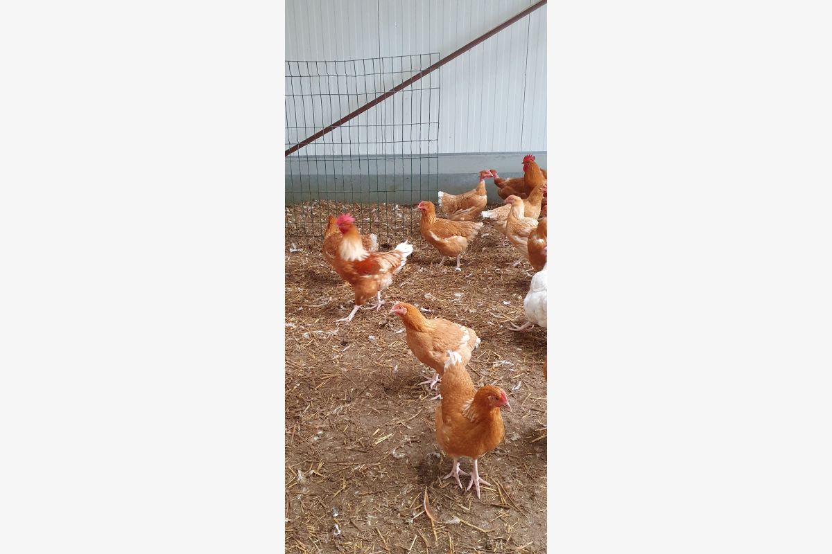 Poulets, poulettes  - 179827_c27eba97ffd332b5f19c334219d1c1da.jpg