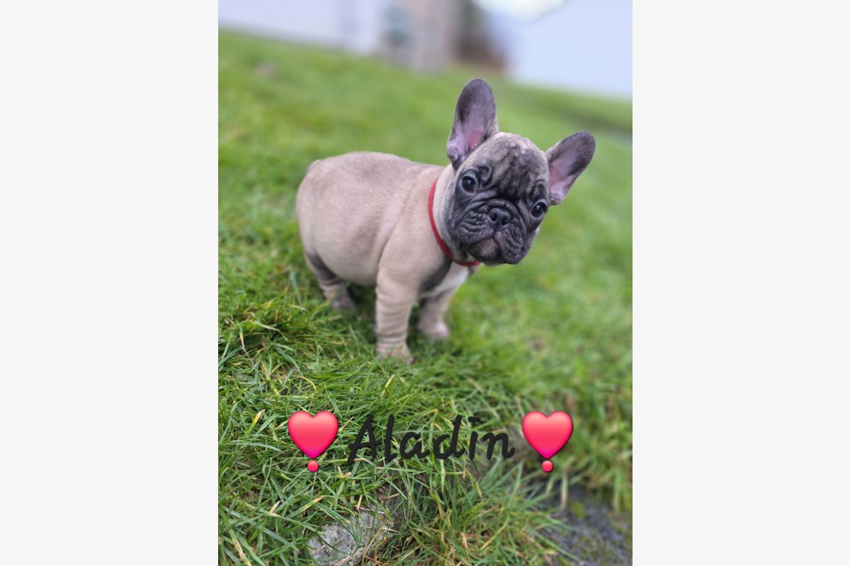 Chiots race bouledogue français LOF – mâles - 179830_58770934e9d8eb4a5aebc9f387323251.jpg