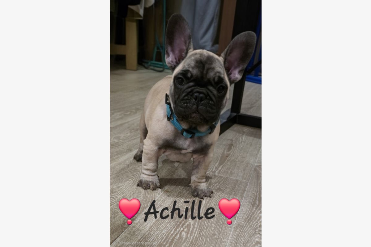 Photo 1 Chiots race bouledogue français LOF – mâles