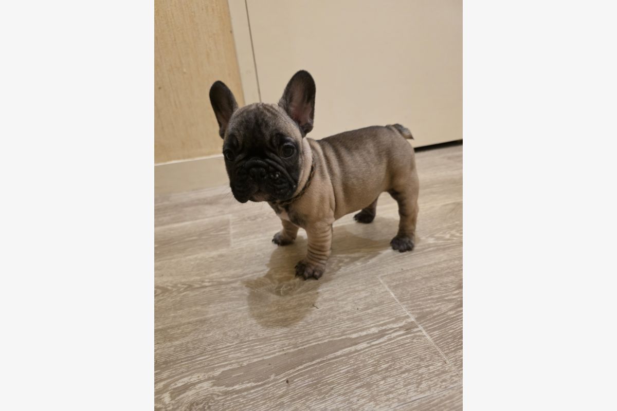 Chiots race bouledogue français LOF – mâles - 179830_80b78bfd34c822ac031c1a6d121455dc.jpg