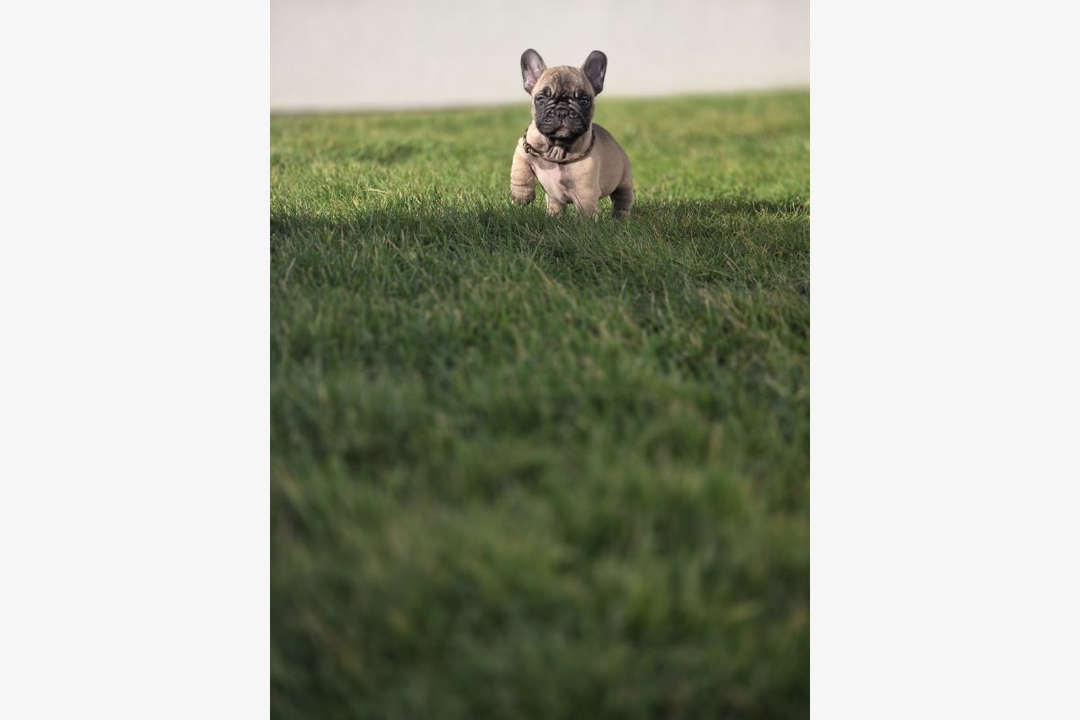 Chiots race bouledogue français LOF – mâles - 179830_aba09fdeb948caa9601b795505497def.jpg