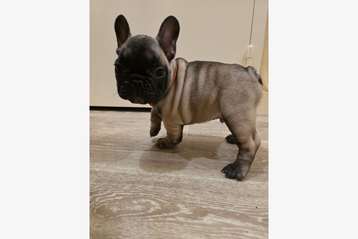 Photo 1 Chiots race bouledogue français LOF – mâles